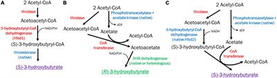 Acetogenic production of 3-Hydroxybutyrate using a native 3-Hydroxybutyryl-CoA Dehydrogenase